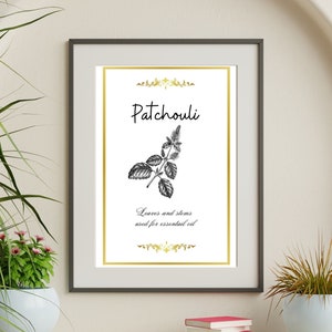 Puede incluir: Una impresión enmarcada con un borde dorado y un fondo blanco. La impresión presenta una ilustración en blanco y negro de una planta de pachulí con el texto "Patchouli" y "Leaves and stems used for essential oil".