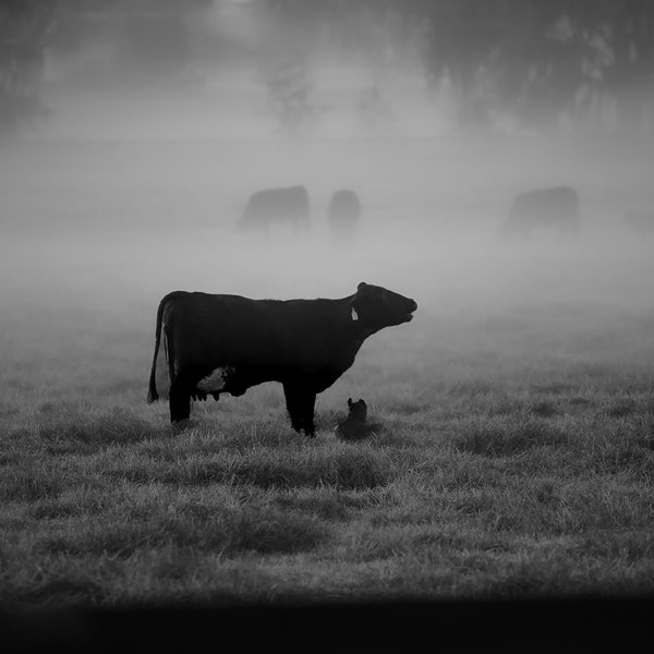 DIGITAL PRINT - Black and White - Cows - Cattle - Foggy - Home Decor - Ranch Photography - Farm Photography