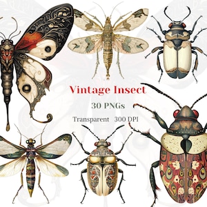 Vintage insecto ClipArt transparente insecto ala fantasía gráfico rústico insecto dibujo altamente detallado insecto arte polilla error descarga digital