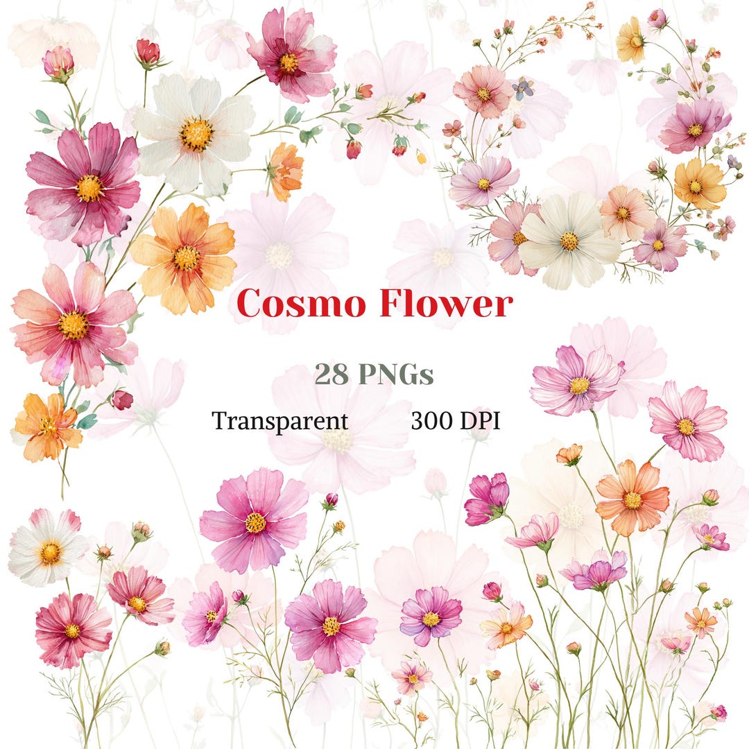 Spring Background Cosmo Cosmo Flower Watercolor Clipart, Summer Wildflower PNG, Spring Flora ...