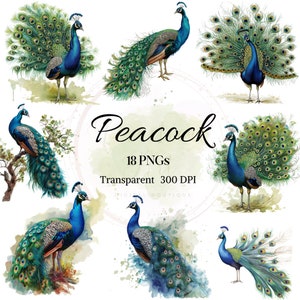 Pauw ClipArt, Aquarel Mooie Vogel PNG, Groen Blauwe Pauw Grafisch, Fantasie Veer Afbeelding, Prachtige Staart Dierlijke Kunst, Digitale Download