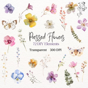 Elemento de bricolaje con flores prensadas, clip art, imagen de flor silvestre en acuarela, PNG floral blanco y rosa, gráfico de boda delicado, ilustración pintada a mano