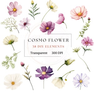 Clipart di elementi fai da te Cosmo Flower, immagine di fiori selvatici ad acquerello, immagine PNG floreale rosa e bianco, delicata grafica per matrimoni, prato dipinto a mano
