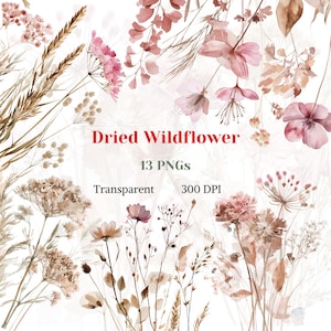 Op de afbeelding: Een verzameling digitale illustraties met diverse gedroogde wilde bloemen in tinten roze, bruin en beige. De afbeelding bevat de tekst "Dried Wildflower", "13 PNGs", "Transparent" en "300 DPI" gecentreerd tussen de bloemelementen.