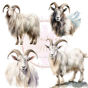 18 Cashmere Goat Clip Art: Transparent, Collection aquarelle, PNG en laine, Illustrations fantastiques, Luxe, Téléchargement numérique