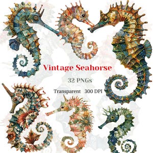 Vintage caballito de mar Clip Art, gráfico de fantasía de caballito de mar del océano transparente, dibujo rústico de animales del océano profundo descarga digital de arte altamente detallado