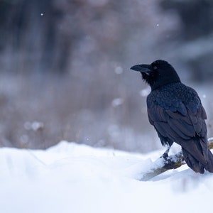 Könnte beinhalten: Ein schwarzer Rabe sitzt auf einem Ast in einer schneebedeckten Landschaft. Der Vogel schaut nach rechts und seine Federn sind zerzaust. Der Hintergrund ist verschwommen und unscharf.