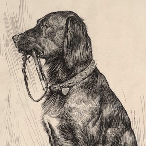 MAILED Giclée Print | Antique Labrador Drawing Reproduction | 19th Century Artwork | Vintage Dog Art | Cottage Farmhouse Aesthetic Decor image 5