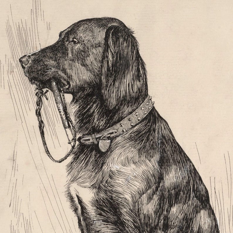 MAILED Giclée Print | Antique Labrador Drawing Reproduction | 19th Century Artwork | Vintage Dog Art | Cottage Farmhouse Aesthetic Decor image 5