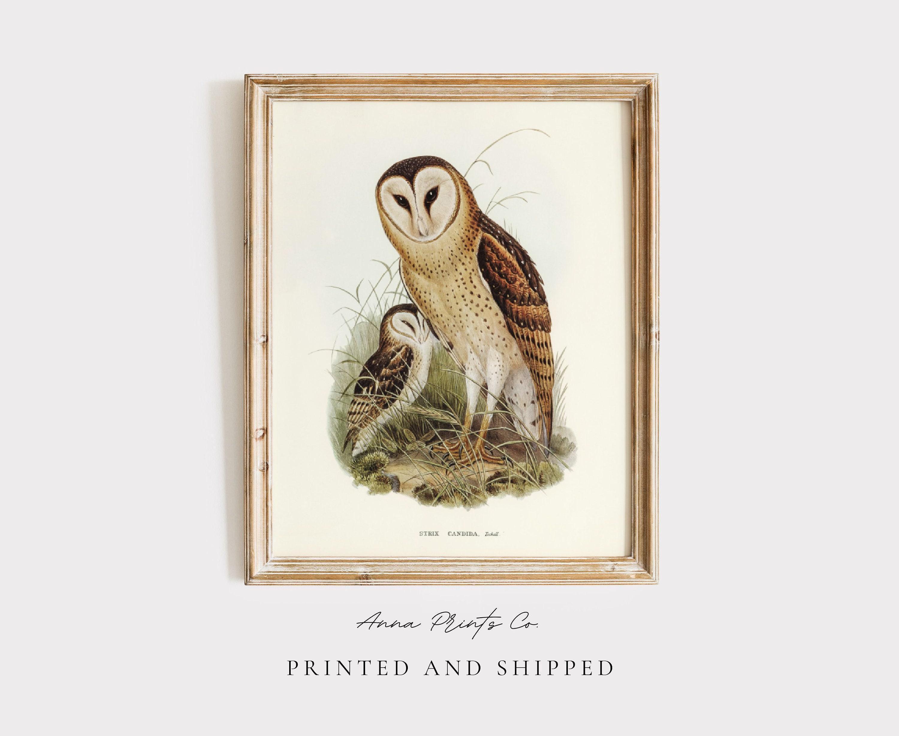 MAILED Giclée Print | Grass Owl Vintage Illustration | Antique Naturalist Drawing | Bird Artw