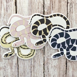 California King Snake Vinyl Stickers - 4 Different Morphs!