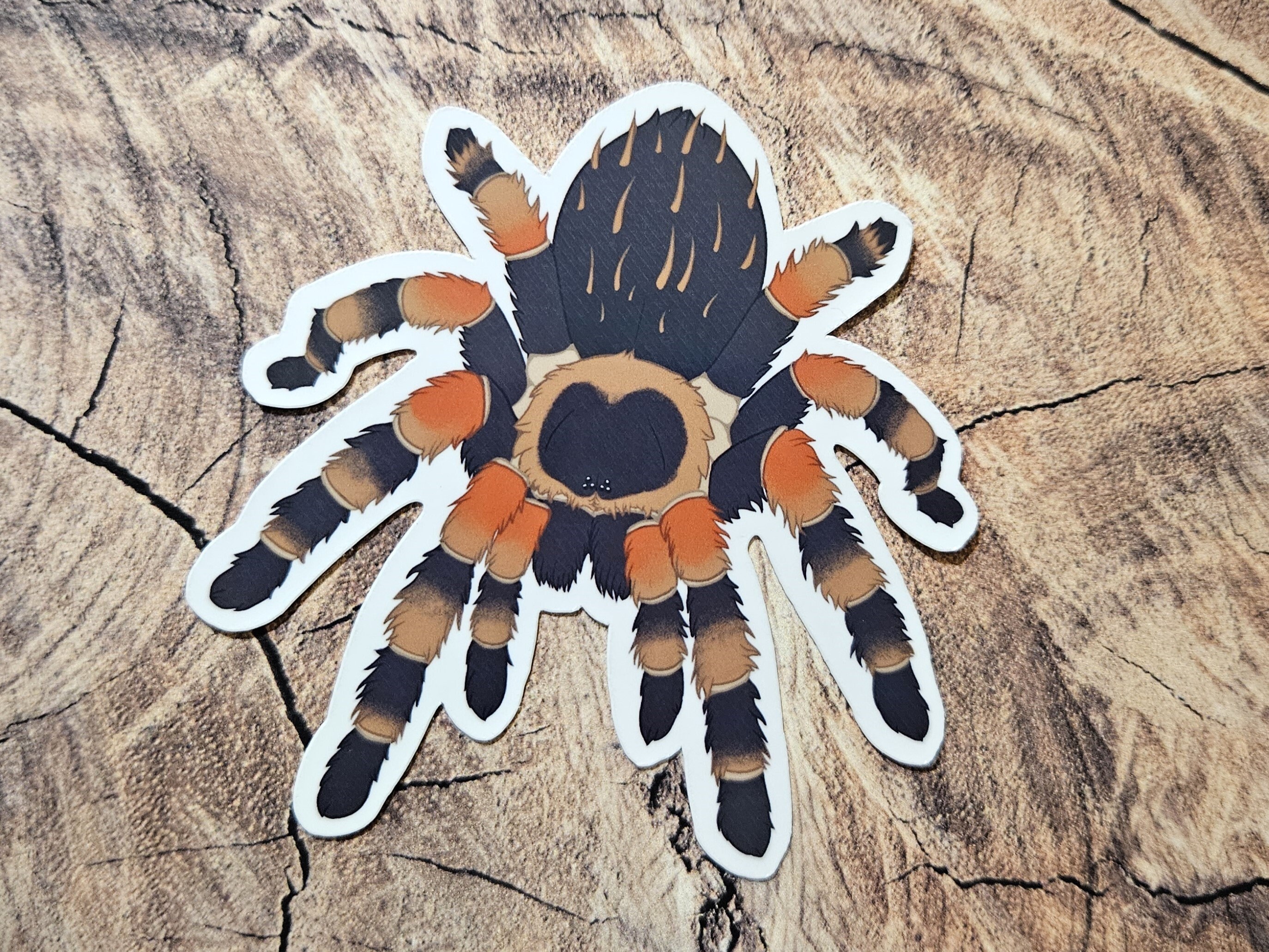 insect-vinyl-stickers-cute-bug-stickers-arachnid-stickers-etsy