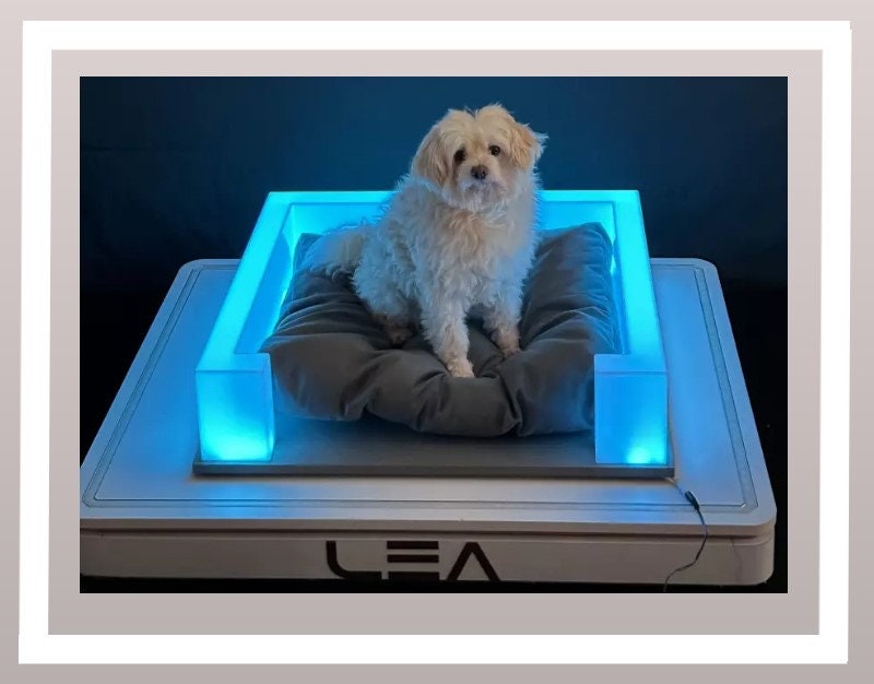 Lea Luxurious Bed With LED Lights Modern Acrylic Dog/cat Bed, Wooden ...