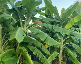 ICE CREAM blue Java Live Musa Banana Treewell Rooted Starter Planthint ...