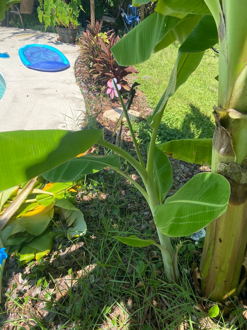 Blue Java Chip ice Cream Banana Plant Etsy