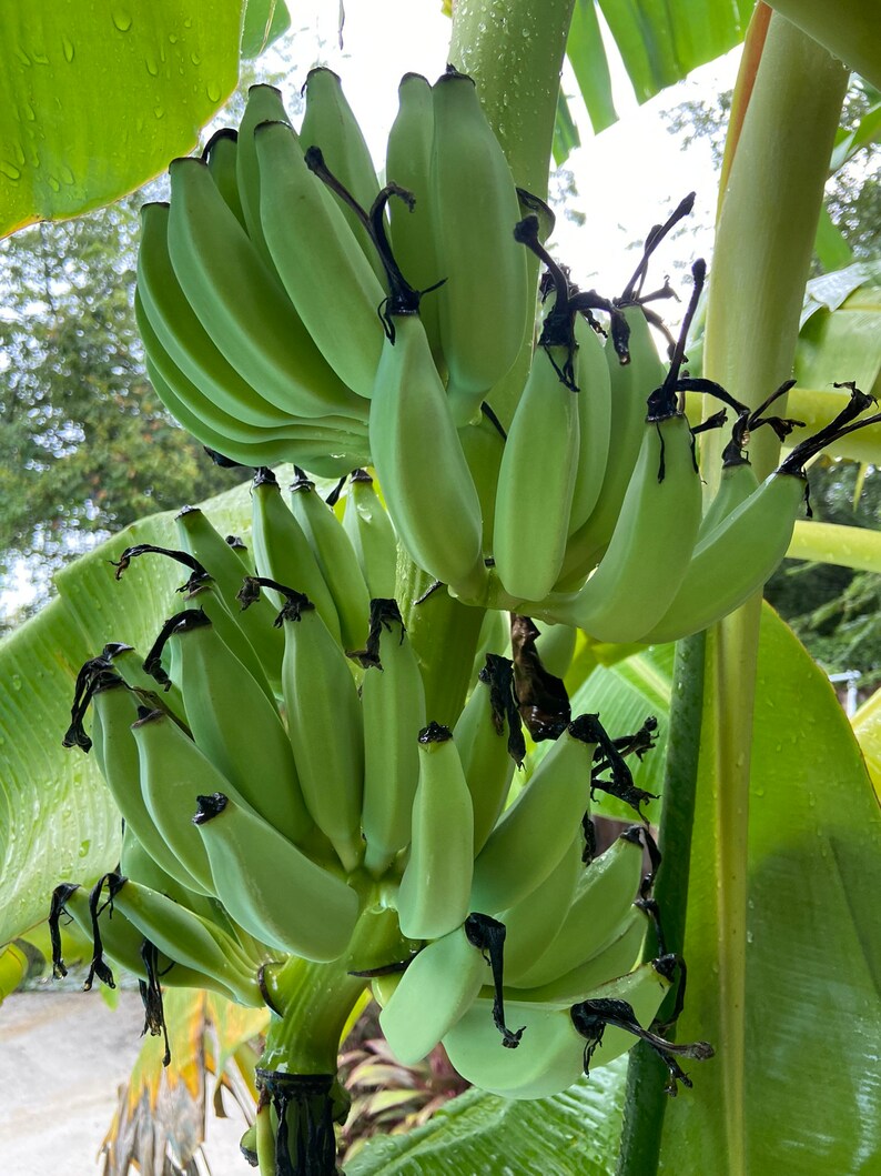 Blue Java Chip ice Cream Banana Plant Etsy