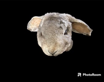 Lop rabbit Wall Mount