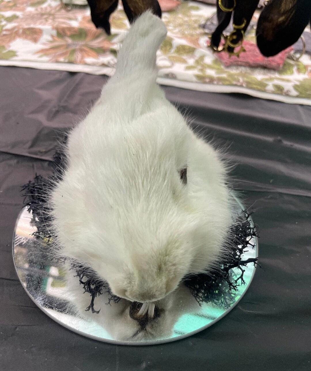 Mummified Rabbit Mummified Rabbit Head on Mirror - Etsy