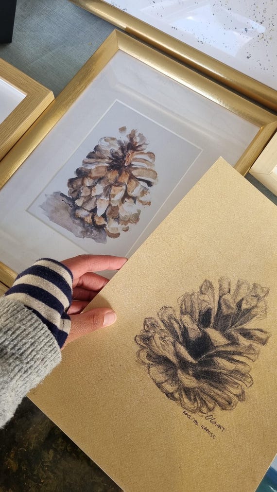 松ぼっくりの油彩画 水彩で描いた松ぼっくりのイラスト素材 [81636315] - PIXTA