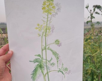 Mustard Flower, Watercolor Painting, aquarelle, yellow Flower Painting, watercolor painting pencils, Floral Ilustration, nature drawings