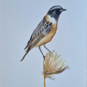 Scarecrow Bird Print, Hand Made Water Color Original Painting, Animal Wall Art, Birds Painting, Fine Art Print, Saxicoia