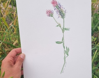 Flower Drawing, nature drawings, nature scenery, fine art, birth month flower, Watercolor Painting, aquarelle, watercolor painting pencils