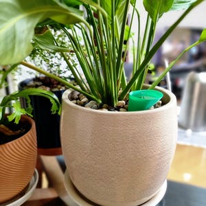 May include: A peace lily plant in a beige textured ceramic pot, with large green leaves and slender stems. The pot sits on a white saucer, with small pebbles covering the soil. A green watering device is visible.
