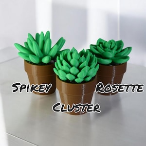 May include: Three small potted succulents, labelled "Spiky", "Cluster", and "Rosette". The succulents are green and have different shapes and textures.