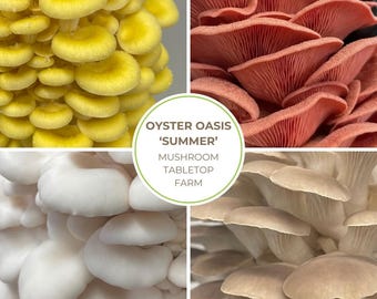 Oyster Oasis Tabletop Mushroom Farm - 4x Commercial Blocks ,Book, Free Post