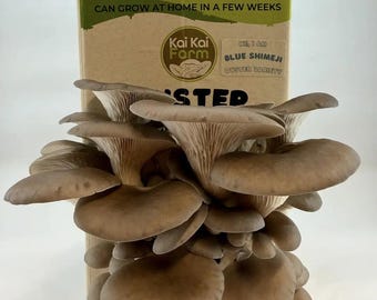 Blue Shimeji Oyster Mushroom Kit | Free Shipping | Grow At Home | Harvest And Eat In Two Weeks | Great Gift Idea