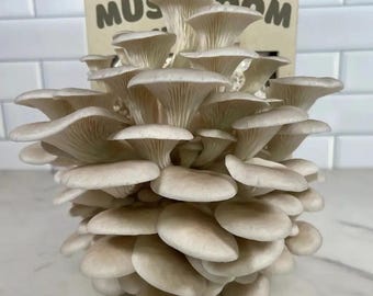Pearl Oyster Mushroom Kit | Free Shipping | Harvest & Eat In Two Weeks | Great Gift Idea | Beginner Friendly