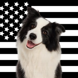 May include: A black and white Border Collie dog with a happy expression, set against a black and white American flag background. The dog has a white chest and face with black markings, and is looking towards the viewer.