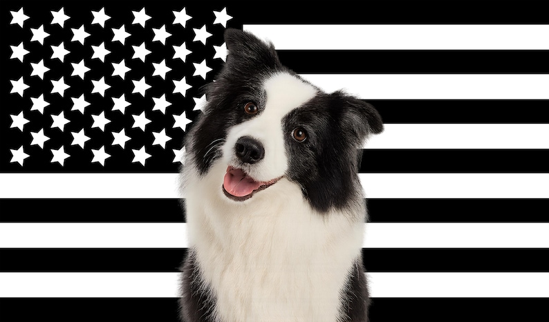 May include: A black and white Border Collie dog with a happy expression, set against a black and white American flag background. The dog has a white chest and face with black markings, and is looking towards the viewer.