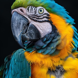 Puede incluir: Primer plano de un guacamayo vibrante con un plumaje azul, amarillo y verde llamativo. El gran pico del ave es de color azul pálido, y su ojo está rodeado de patrones intrincados. El fondo es negro sólido, enfatizando las coloridas plumas.