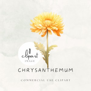 Chrysantheme Clipart Aquarell, November Geburt Blume PNG, Gelbe digitale Grafik, Illustration für Handwerk und kommerzielle Nutzung | UC003