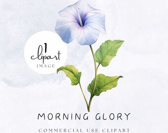 Morning Glory Clipart Acquerello, Grafica digitale elegante blu, Illustrazione del fiore di nascita di settembre per l'artigianato e l'uso commerciale / UC003