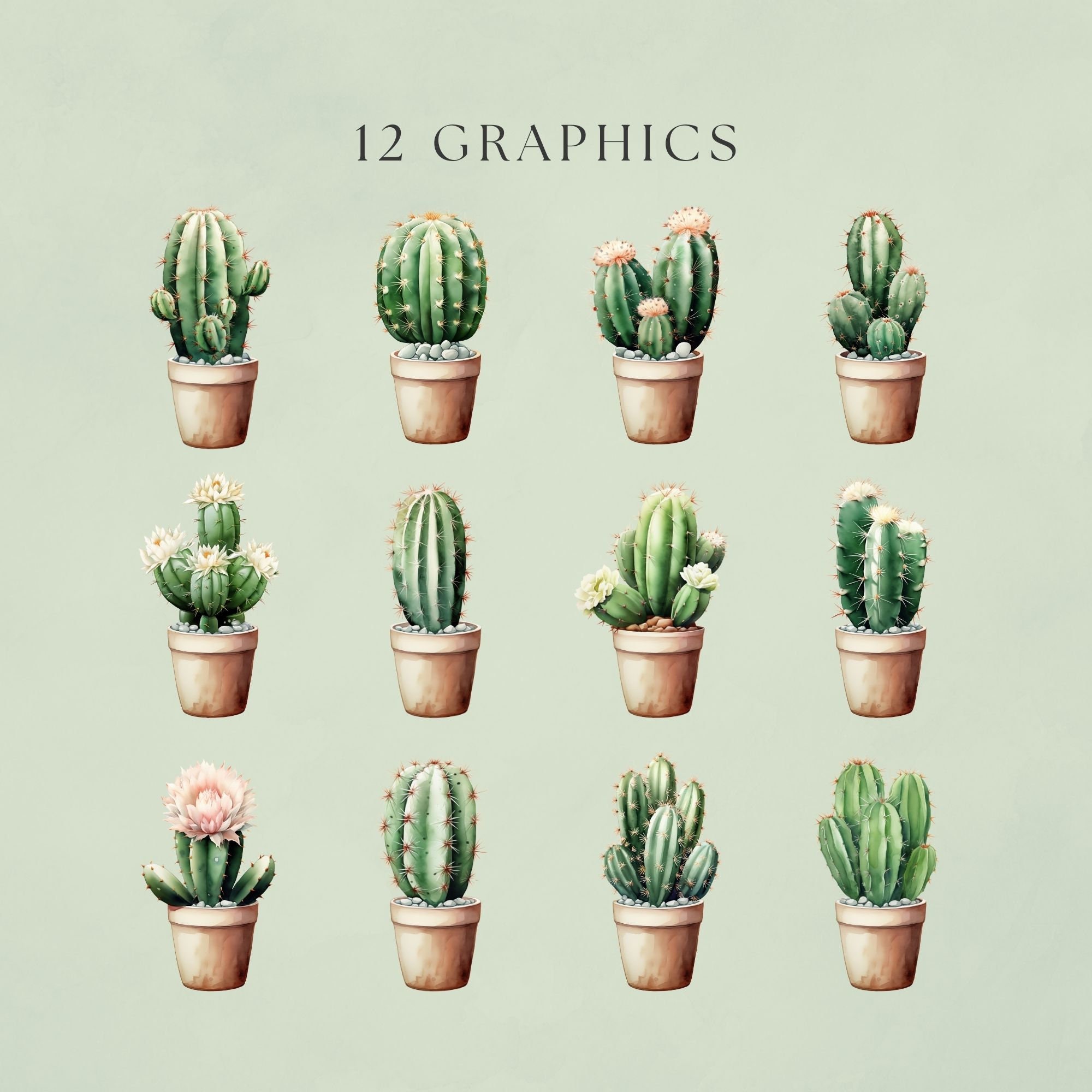 Cactus Pot Clipart Watercolor Plant Succulent PNG Cacti in Bloom White ...