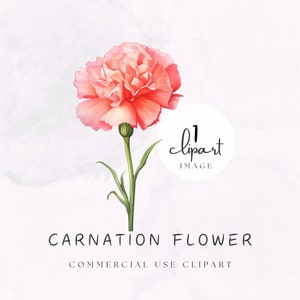 Clavel Clipart Acuarela PNG, Gráfico digital rosa, Ilustración de flor de nacimiento de enero para creadores estacionarios, Sublimate y POD / UC003