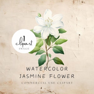 Clipart fleur de jasmin aquarelle, illustration de jasmin blanc, beauté florale de fleurs d'Arabie blanches, pour papeterie et travaux d'impression | UC003