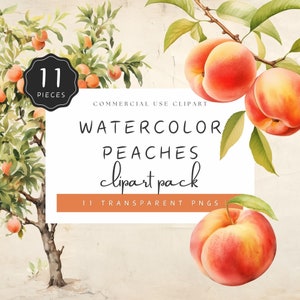 Peach Clipart Watercolor Fruit Garden Peach Tree PNG Transparent Background Illustrations Commercial Use | UC003