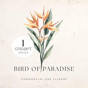 Paradijsvogel png, tropische bloem clipart, aquarel oranje paradijsvogel, grote enkele bloem, aquarel oranje paradijsvogel, voor commercieel gebruik ambachten | UC003