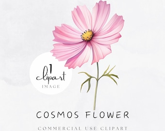 Watercolor Cosmos Flower Clipart, October Birth Month Flower, Pink Digital Graphic PNG,  for Crafts and Commercial Use | UC003