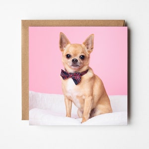 Chihuahua Hund Grußkarte Rosa - Tierfotografie Grußkarte, innen blanko