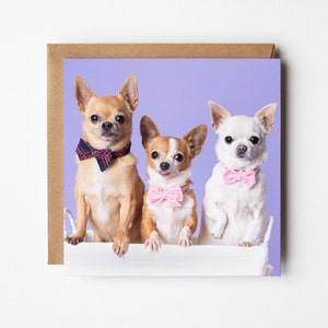 Biglietto di auguri per cani Chihuahua Trio - biglietto di auguri per la fotografia di animali domestici, vuoto all'interno