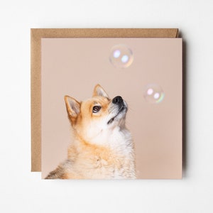 Tarjeta de felicitación de perro Pomsky atrapando burbujas - tarjeta de felicitación de fotografía de mascotas, interior en blanco