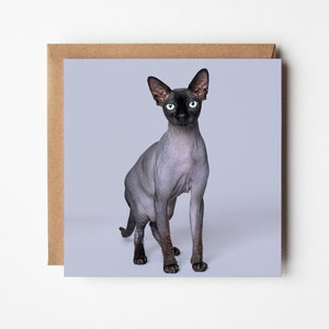 Carte de voeux pour chat Sphynx - carte de voeux pour animaux de compagnie, vierge à l'intérieur