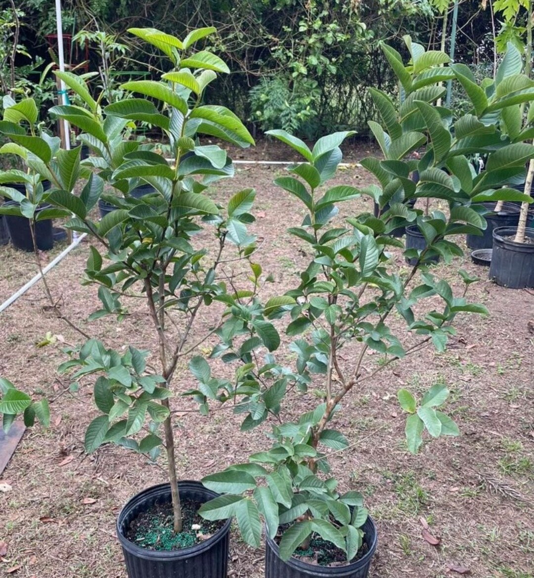 4 Varieties Guava Tree Live Plant Fruit 3 Gallons Asia White Etsy