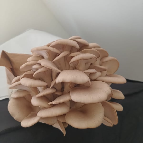 Austernseitling / Oyster Mushroom ready to grow kit.  Gourmet Pilz all in one Anzuchtset. 2Kg