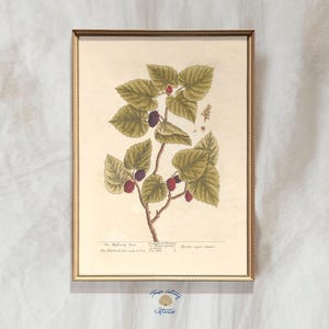 Mulberry Botanical Print, Vintage Berry Print, Warm Vintage Wall Art, Berry Still Life Painting, Vintage Fruit Art, Farmhouse Kitchen Print