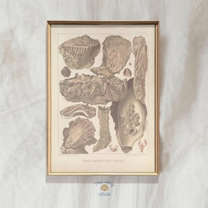 Great Barrier Reef Oysters, Vintage Oyster Painting, Oyster Kitchen Poster, Kitchen Wall Art, Neutral Food Poster, Oyster Print